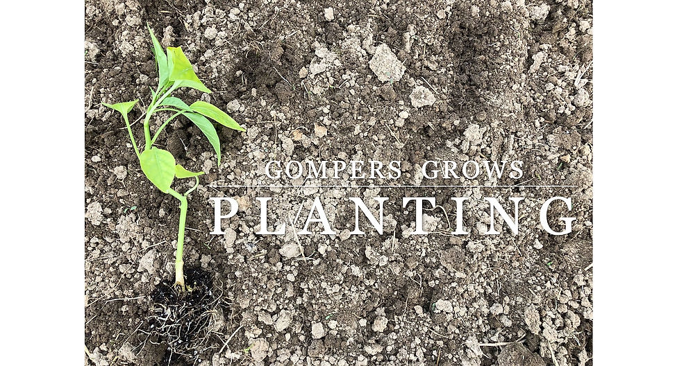 Gompers Grows_Planting a Garden